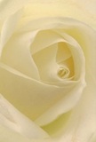 Step closer to the heart of a cream-white rose as if nestled among its petals, surrounded by layers that unfurl with feather-light delicacy and a whisper of morning dew. The composition pulls you in, with soft spirals edged in ivory and cream, highlighted by gentle, ambient light reminiscent of a tranquil dawn in Tooting Bec. Each petal's subtle curve and matte, velvety finish invite the sensation of touch, evoking the gentle textures found in local flower beds on Church Lane. There is a serene luminosity here, built from the interplay of smooth colour gradients and quiet, deep shadows between the folds-creating an atmosphere rich in calm and possibilities. This image encapsulates the quiet peace and understated emotion behind a locally sourced rose, making it a perfect choice for conveying reverence, admiration, or marking a new beginning. One can almost sense its delicate fragrance-soft, sweet, and full of promise. Beneath the detailed perspective lies the artistry and heartfelt intention that defines every bouquet brought to life by Tooting Bec's experienced florists.